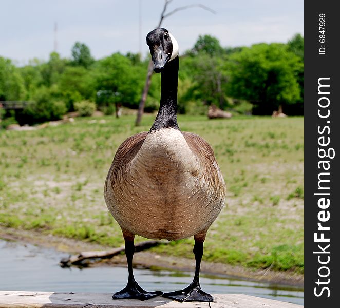 Goose Standing on the dock