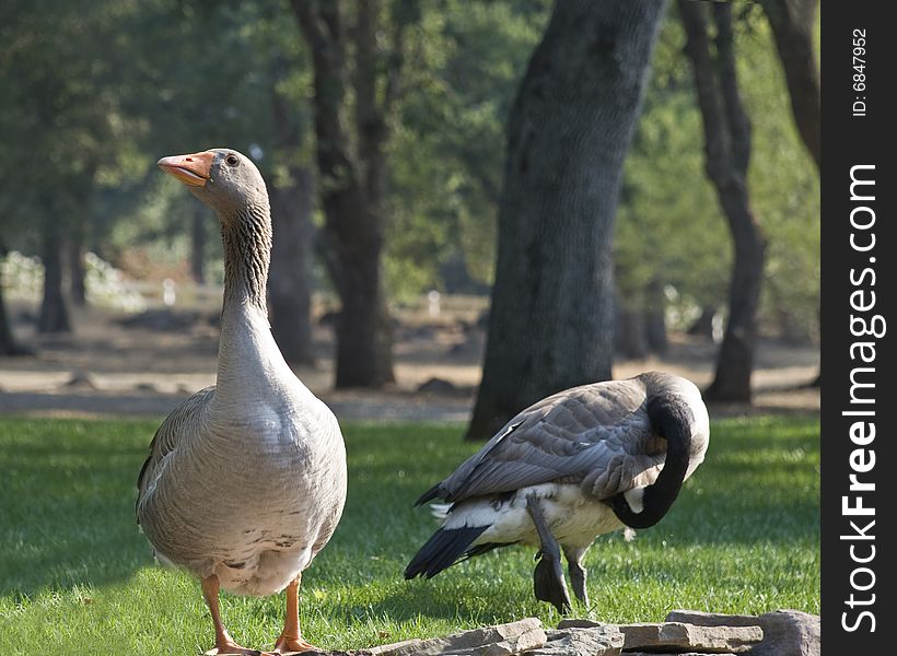 Geese On Rock Wall