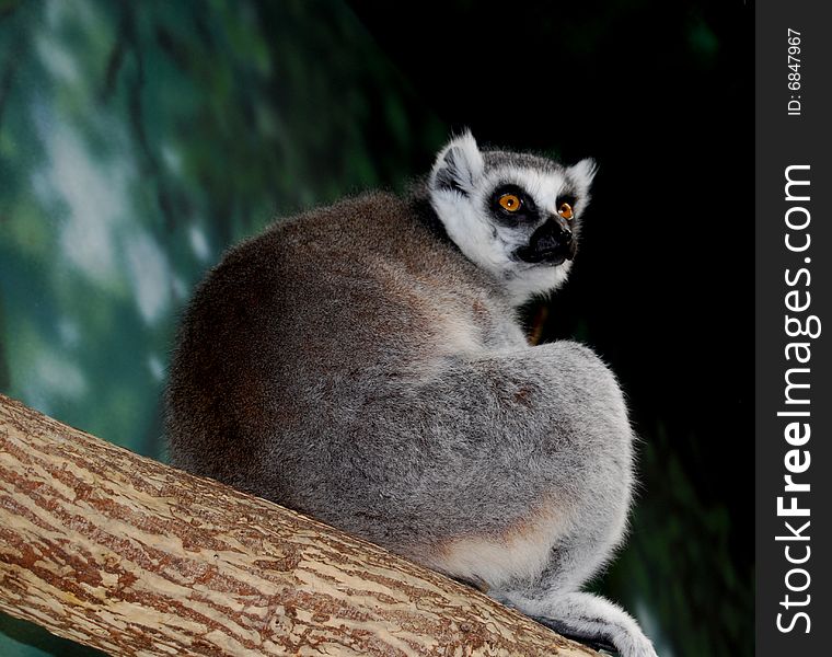 Lemur On Tree branch at Zoo