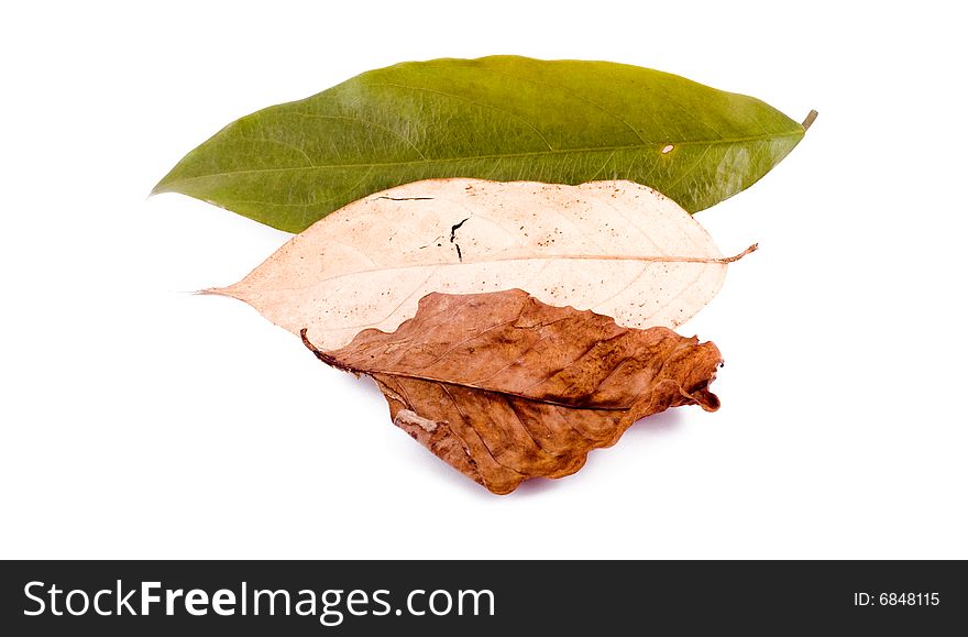 Autumn leaves on White