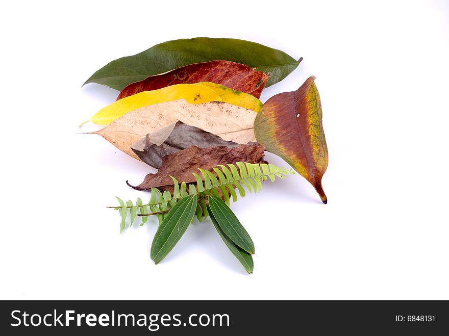 Autumn Leaves On White