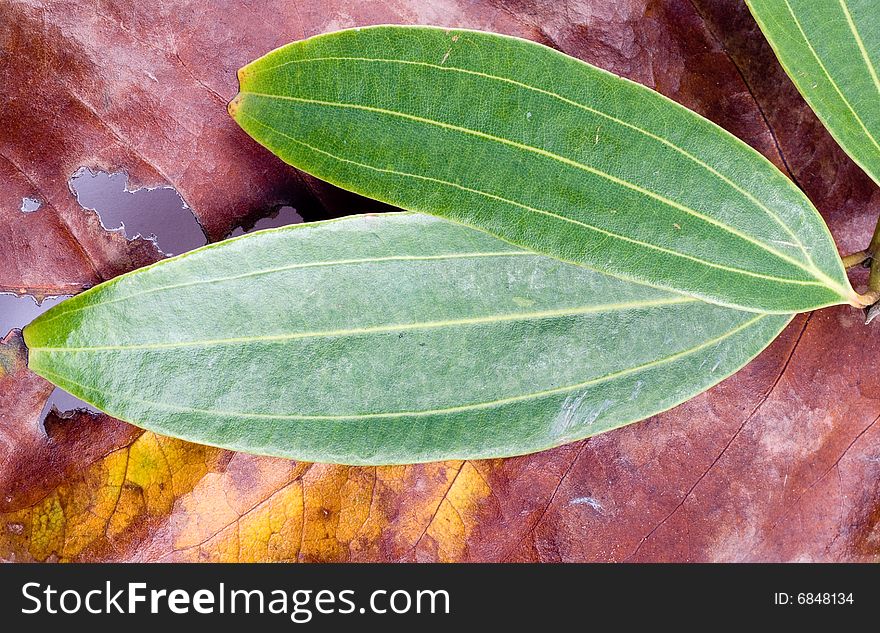 Leaf Close-up