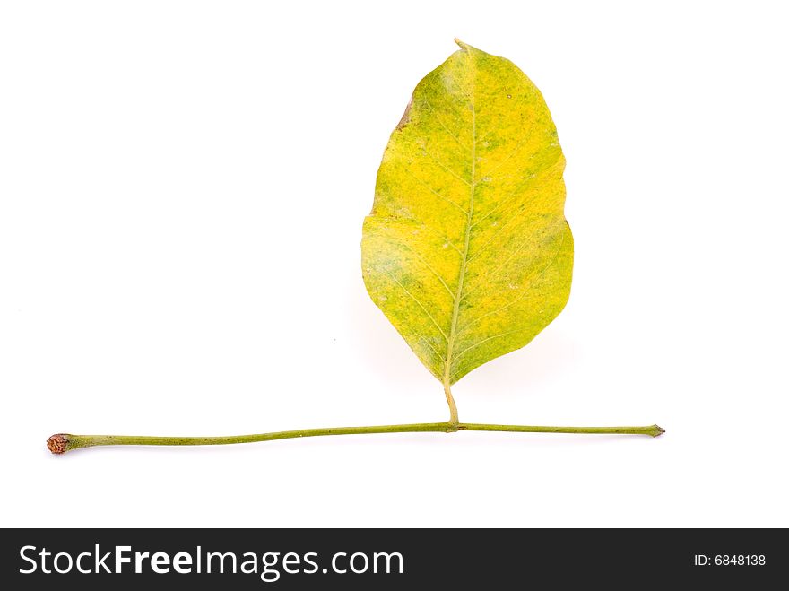 Leaf isolated on White