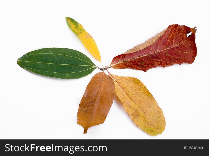 Autumn Leaves On White