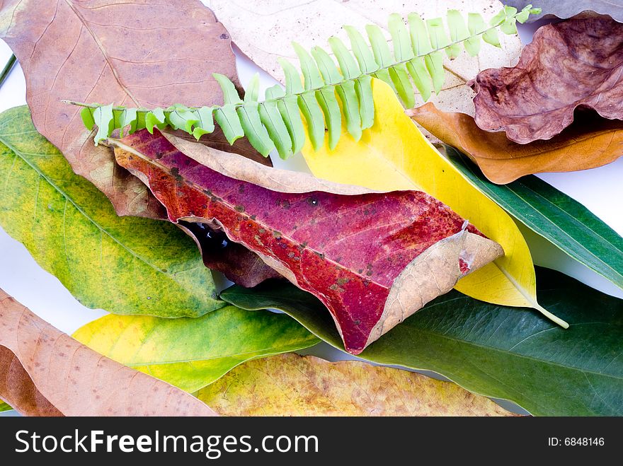 Colorful autumn leaves isolated on white background. Colorful autumn leaves isolated on white background