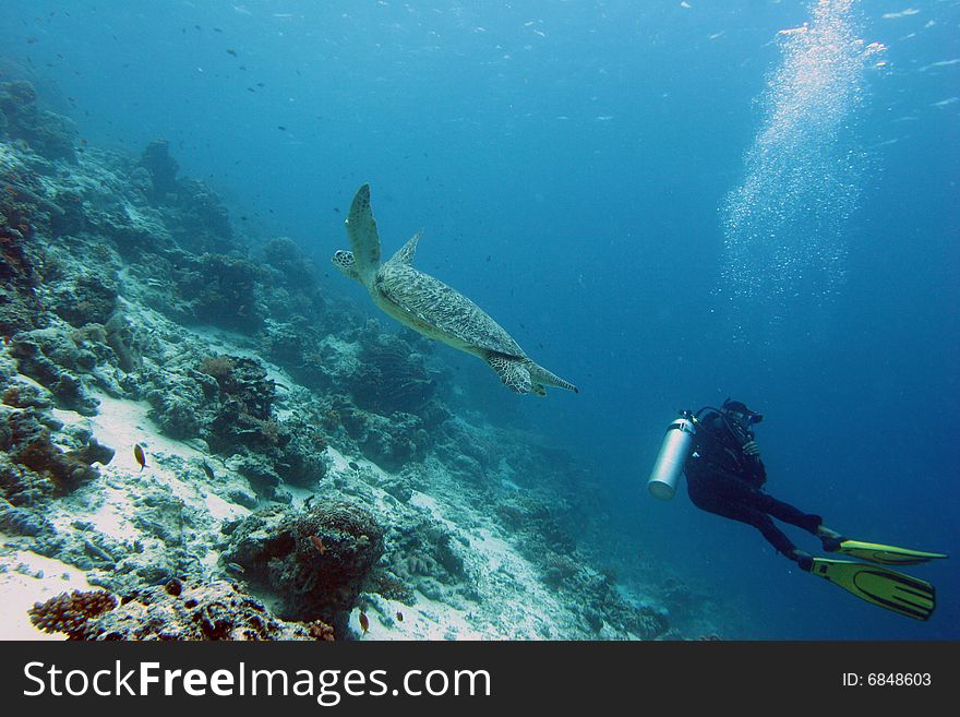 A diver with Hawks bill turtle over the Tropical reef. A diver with Hawks bill turtle over the Tropical reef.