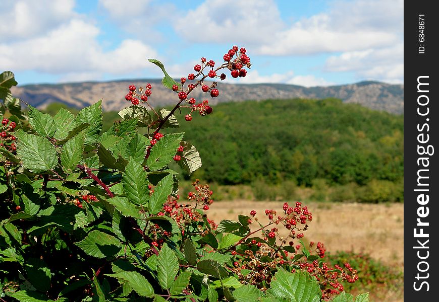 Red Berry on the Crimea Mountains