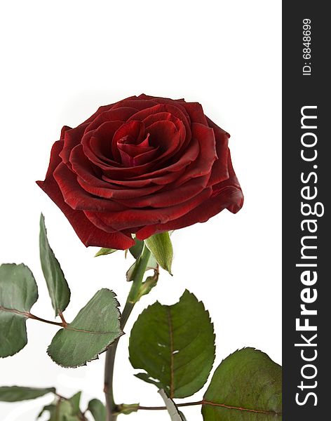 A perfect dark red rose with leafs,check also <a href=. A perfect dark red rose with leafs,check also <a href=