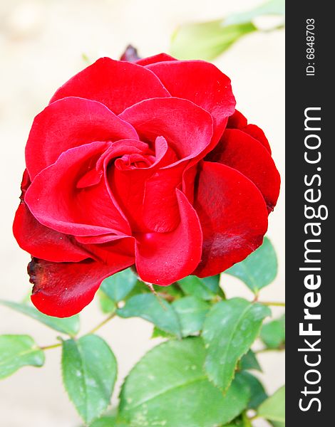 Beautiful scarlet rose and green bush