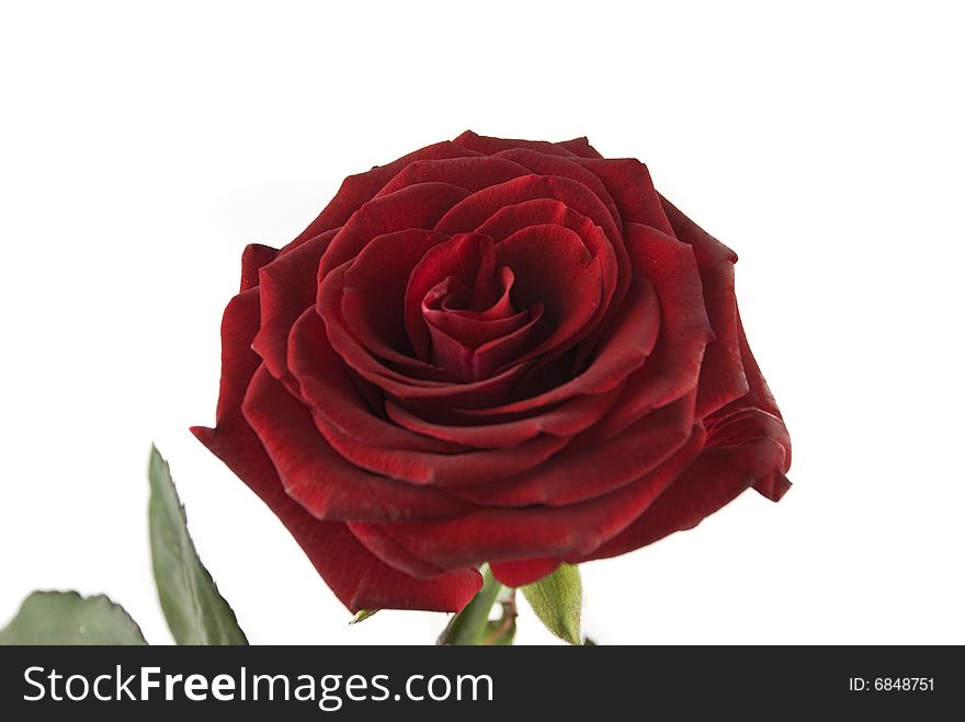 Closeup  of Black Baccara rose isolated on white,check also  <a href=http://www.dreamstime.com/flowers-rcollection8228-resi828293>Flowers</a>