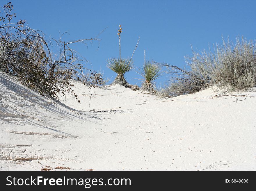 Desert plants and foliage at White Sands National Monument in New Mexico. Desert plants and foliage at White Sands National Monument in New Mexico.