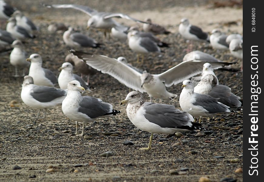 Big group of seagulls resting on seashore. Big group of seagulls resting on seashore
