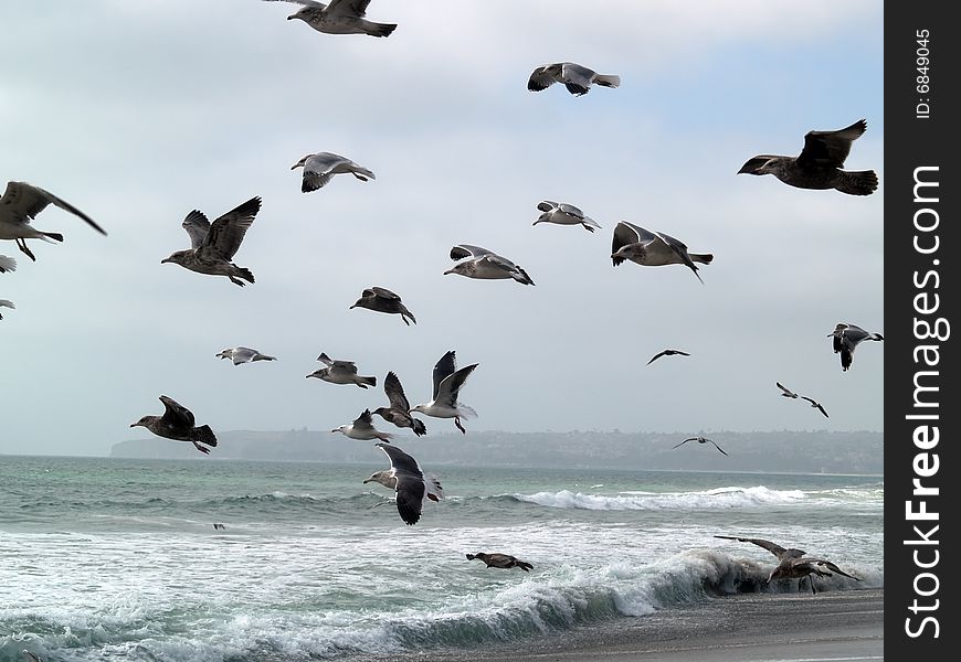 Big group of seagulls taking off from beach. Big group of seagulls taking off from beach