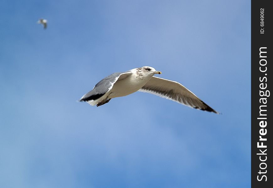 Seagull flying in the sky close-up shot