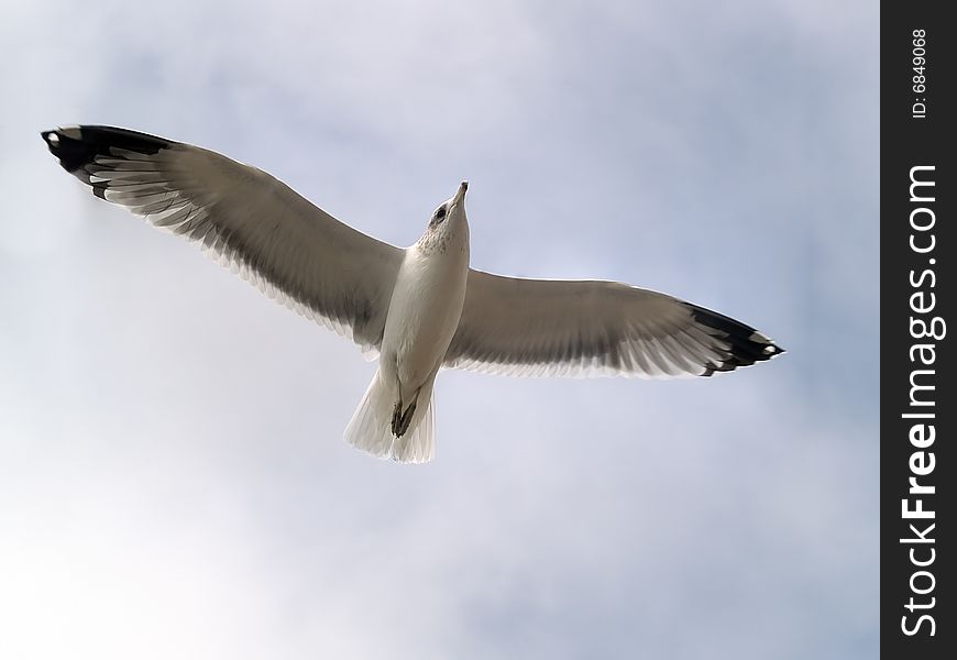 Seagull flying in the sky close-up shot