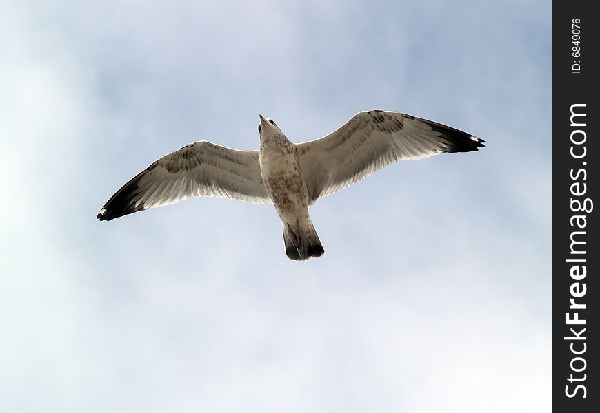 Seagull flying in the sky close-up shot