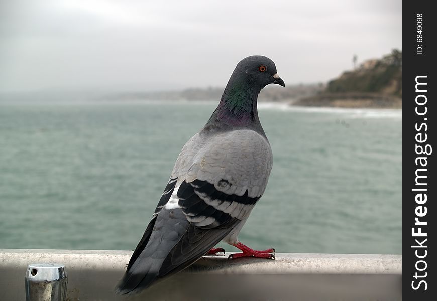 Pigeon sitting on hand rail on seashore. Pigeon sitting on hand rail on seashore