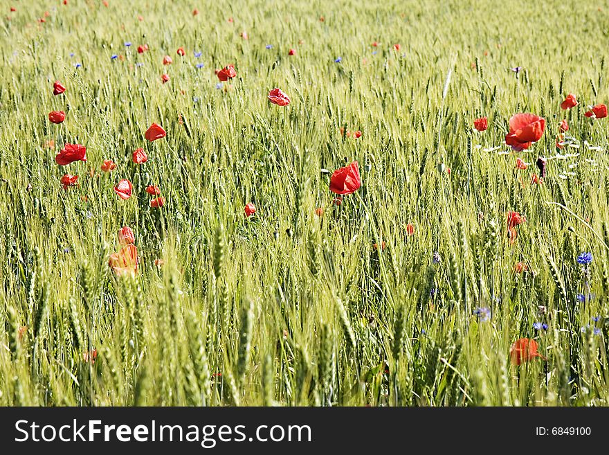 Wheat Field With Poppies And A Blue Sky