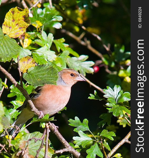 A Chaffinch captured in it's natural habitate as summer turns to autumn.