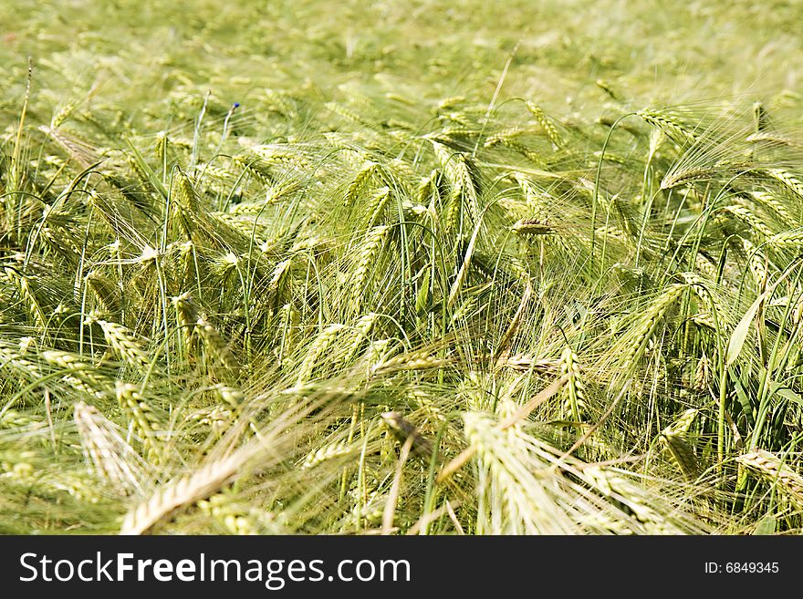 Green wheat field at sunset