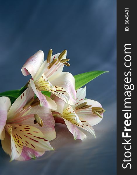 Beautiful exotic lily high resolution image