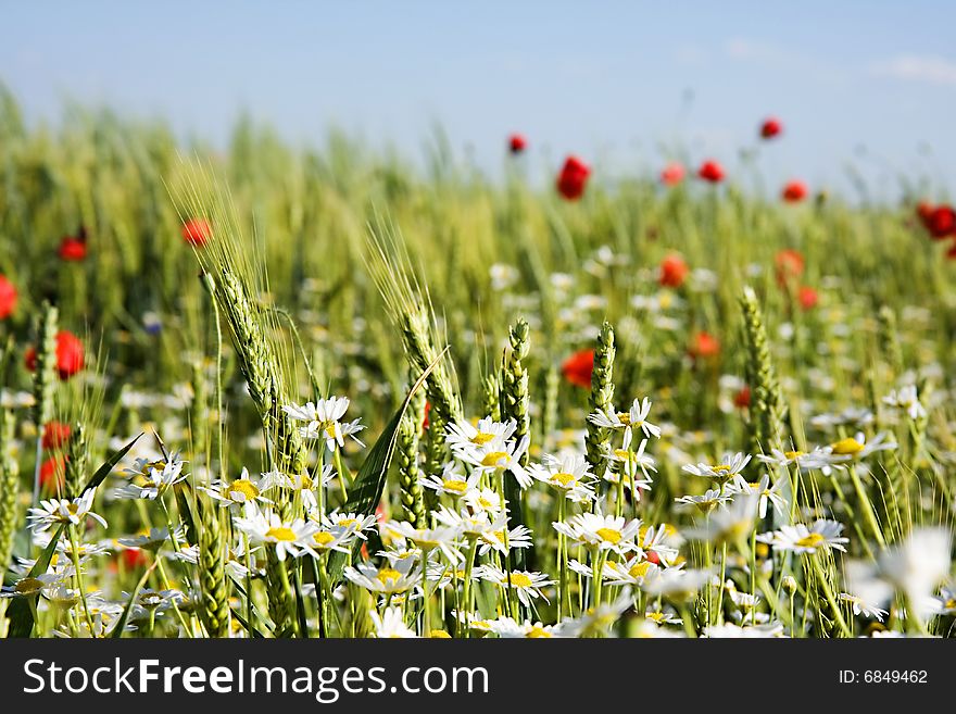 Field Of Wheat With Lots Of White And Red Fl