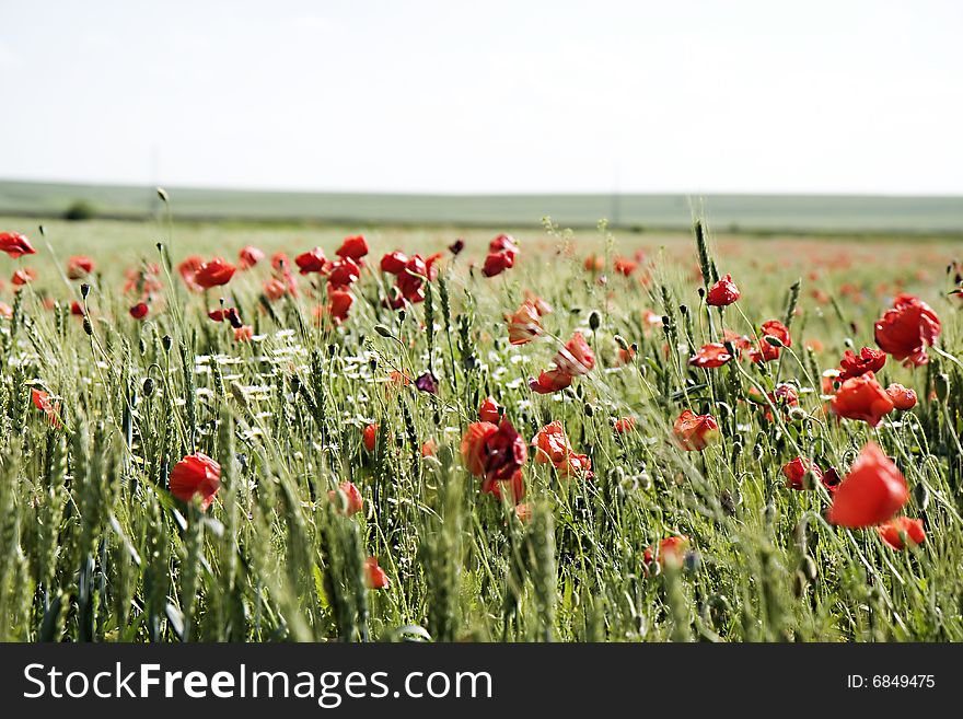 Wheat Field With Lots Of Poppies