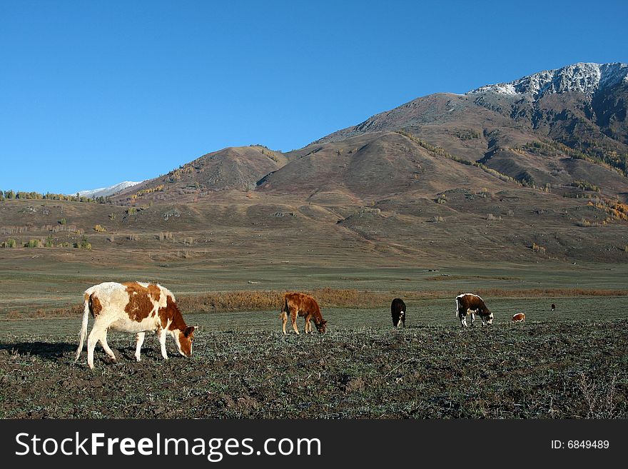 The alpine farm land in Hemu, Xinjiang, China. The alpine farm land in Hemu, Xinjiang, China.