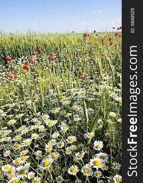 Green field of wheat with lots of white and red flowers