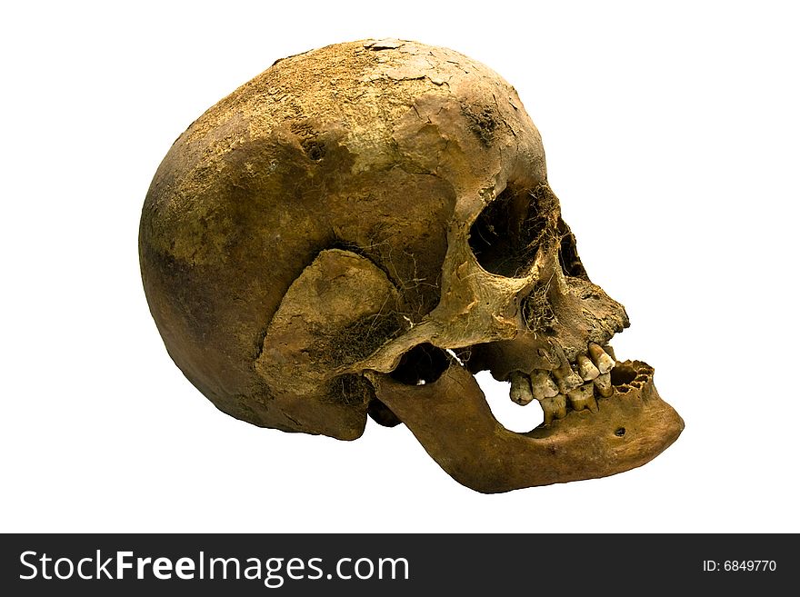 Human Skull