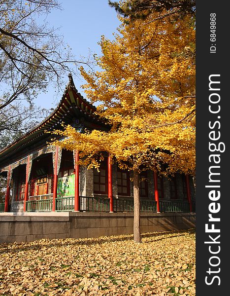This photo is taken in Jinci Temple of Shan Xi province. The leaves of ginkgo tree alongside of the old house turn to be yellow in autumn. This photo is taken in Jinci Temple of Shan Xi province. The leaves of ginkgo tree alongside of the old house turn to be yellow in autumn.