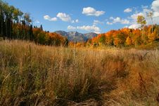 Fall Slender Stock Photos Fall Slender Stock Photos