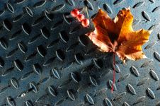Maple Leaf Royalty Free Stock Photos Maple Leaf Royalty Free Stock Photos