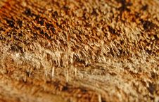 Sawed Wood Royalty Free Stock Photos Sawed Wood Royalty Free Stock Photos