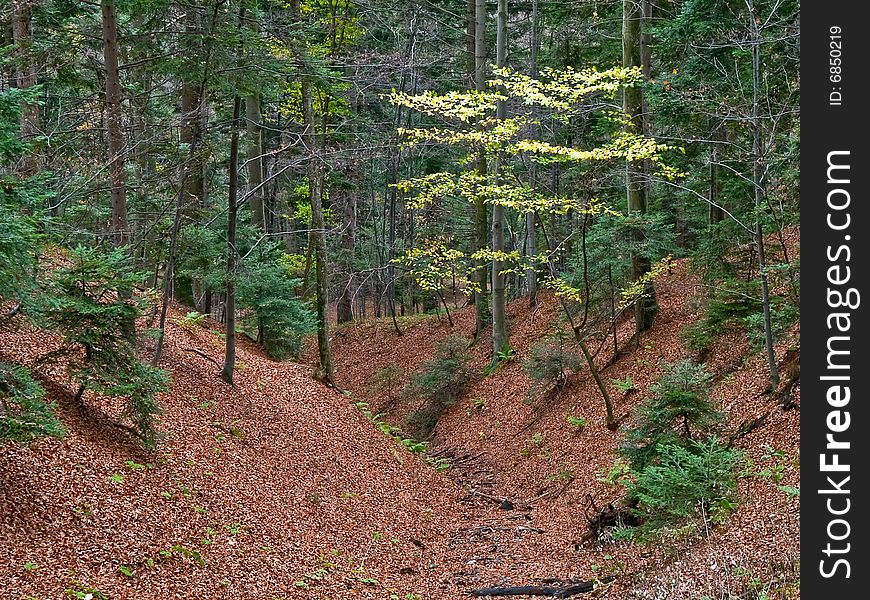 Autumn woods with dry water channel making curve. Autumn woods with dry water channel making curve