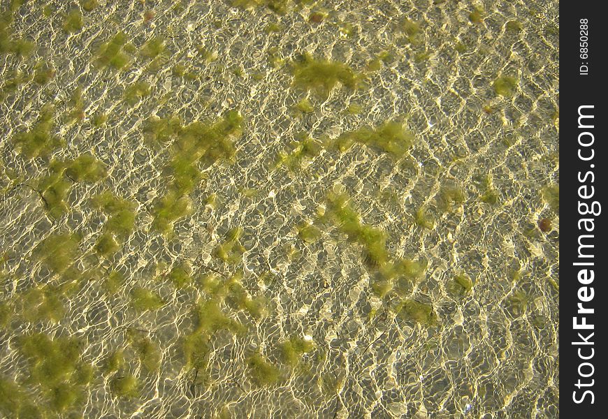 Beautiful water ripples of the sea with floating algae