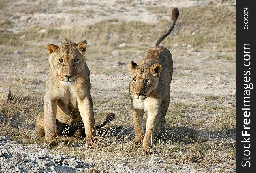 A pair of lions in Amboseli National Park, Kenya