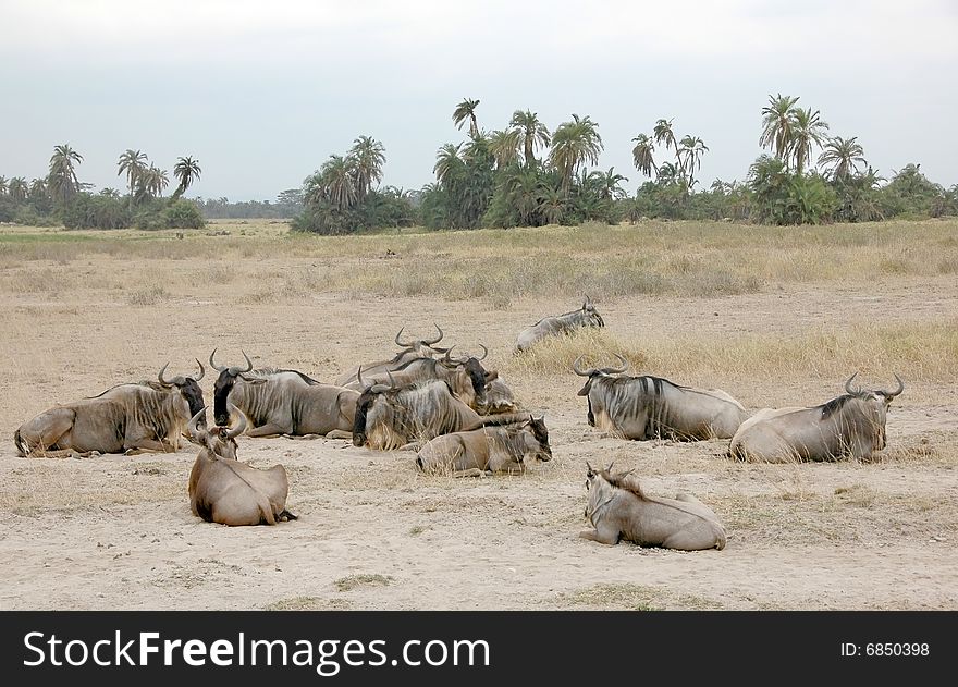 Wildebeest in Amboseli National Park, Kenya