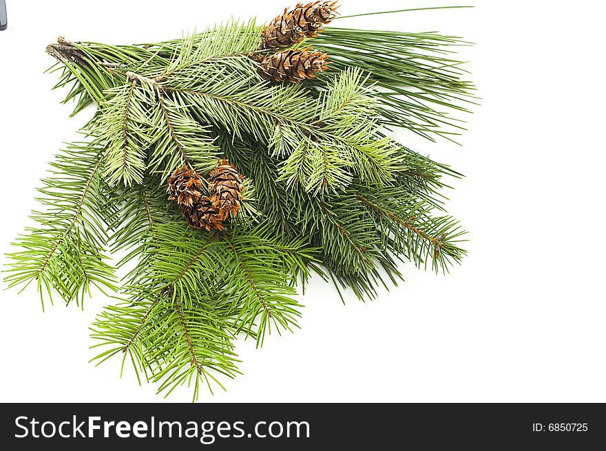 Branch of pine-cone for frame isolated. Branch of pine-cone for frame isolated
