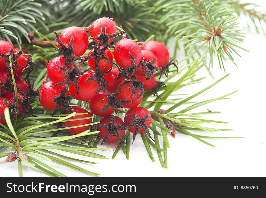 Christmas background made with green branches of pines and red winter fruits