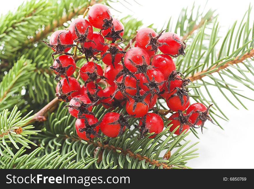 Christmas background made with green branches of pines