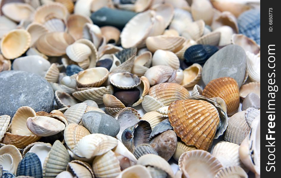A lot of shells as background. A lot of shells as background