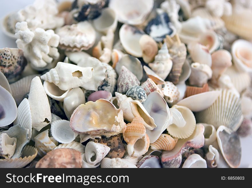 Lots Of Shells