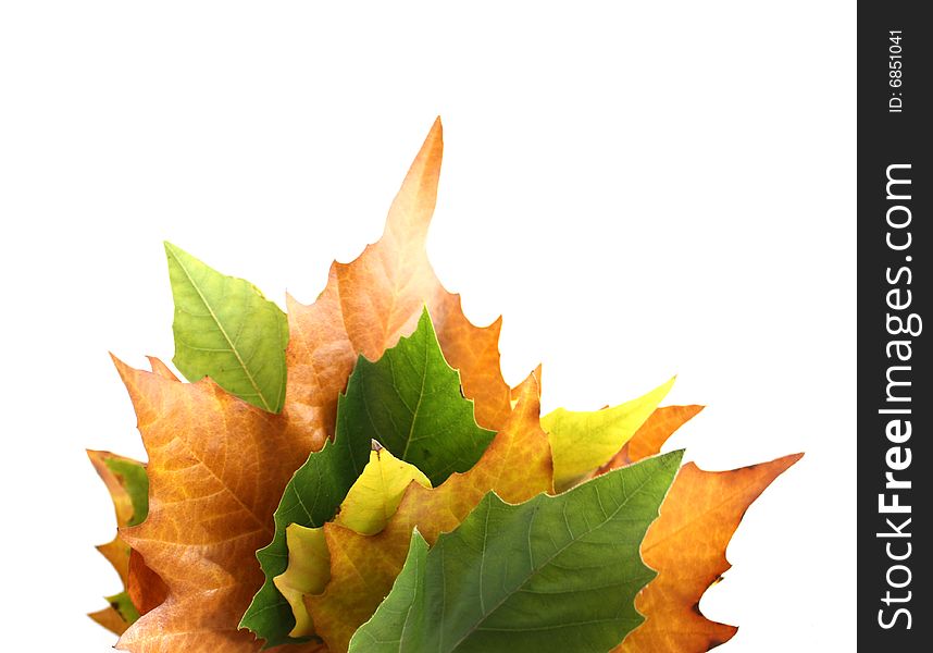 Maple leaves on an isolated background