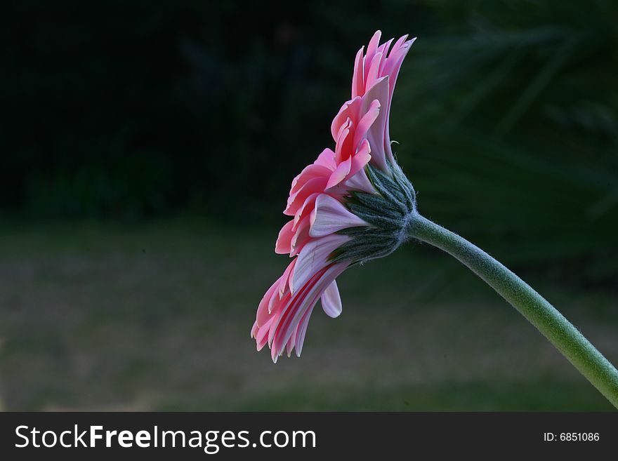 Macro side view of Pink Gerbera taken with Natural light and black back ground