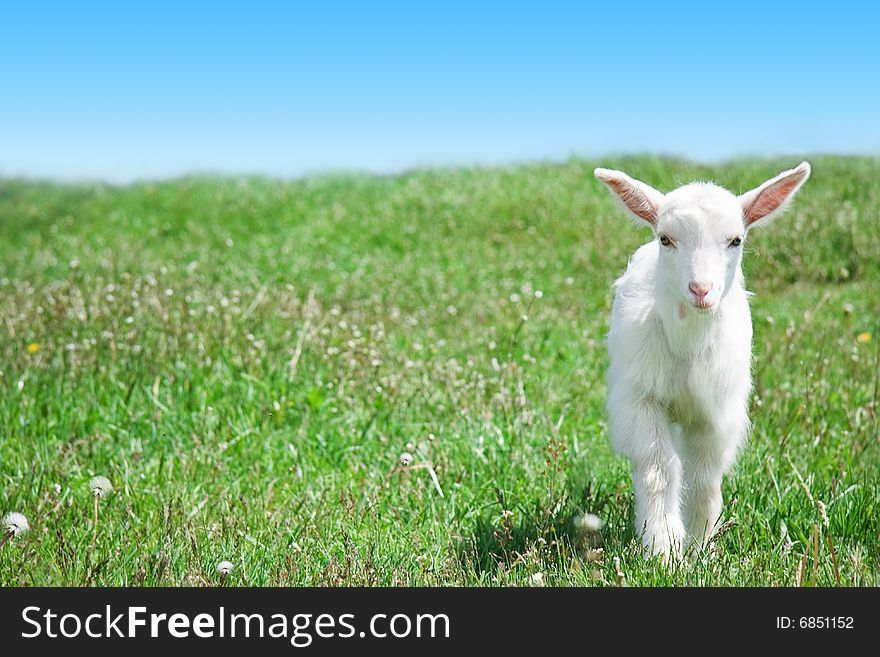 Kid goat on the pasture