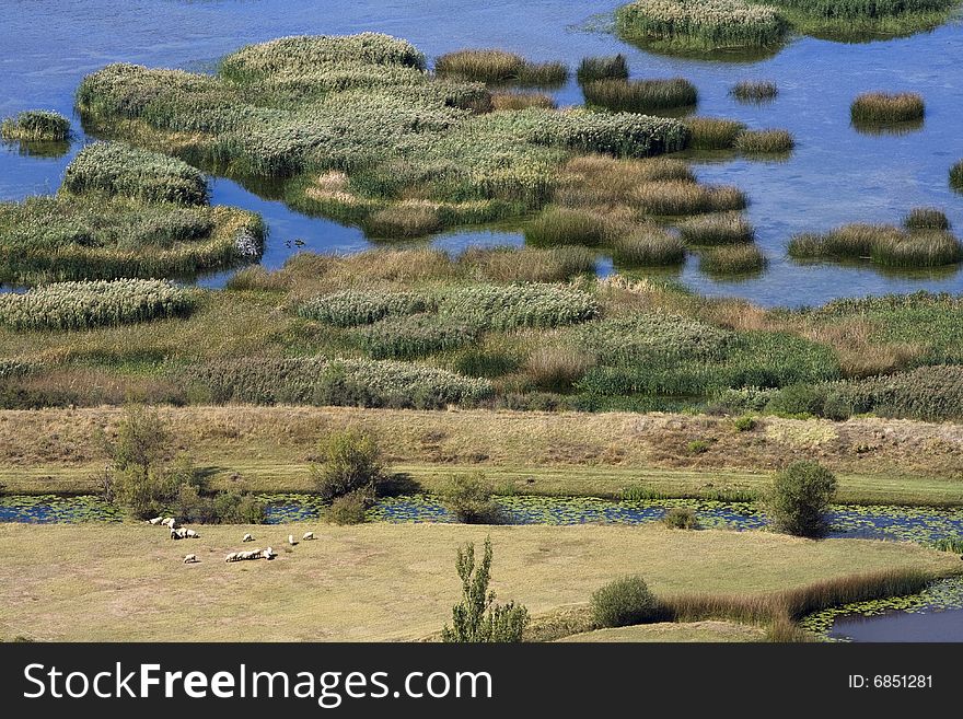 Herd of sheep at the wild lakeside