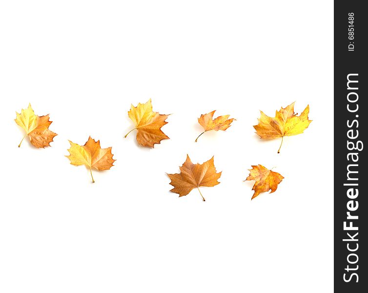 Yellow isolated maple leaves on a white background