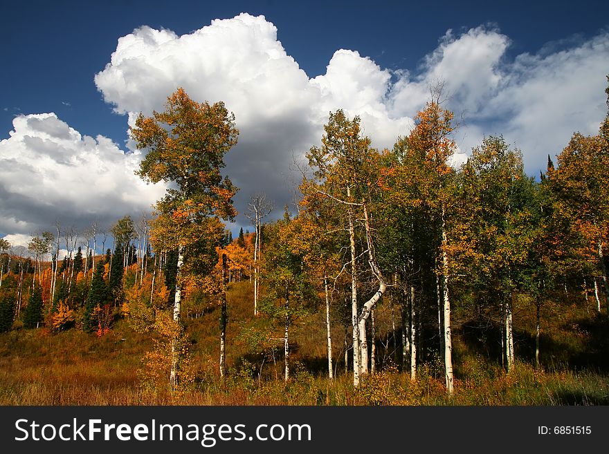 Fall shot of trees in the autumn showing bright fall colors