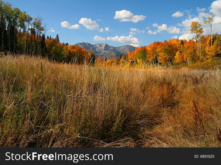 Fall shot of trees in the autumn showing  bright fall colors. Fall shot of trees in the autumn showing  bright fall colors